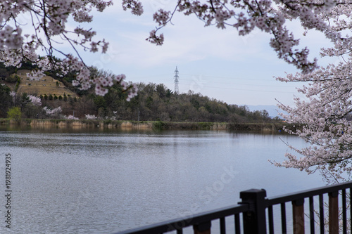 Serene Springtime View of a Lake Framed by Delicate Cherry Blossoms and Green Hills