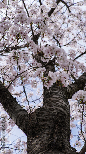 Blooming Cherry Tree with Delicate Pink Flowers Against a Bright Sky