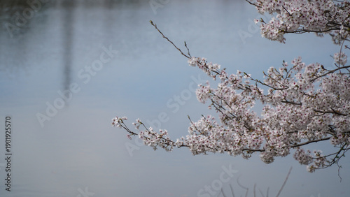 White and Pink Cherry Blossoms Reflected in Calm Water
