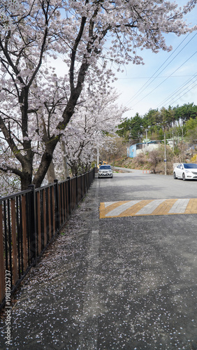 Fallen Cherry Blossom Petals Cover an Asphalt Road Lined with Blooming Trees