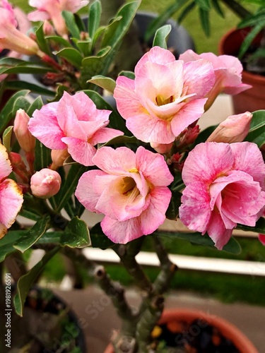 Desert rose plant growing vibrant pink flowers and green leaves in a home garden