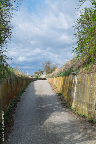 Path between walls and trees