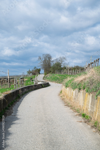 Winding road through bare trees.