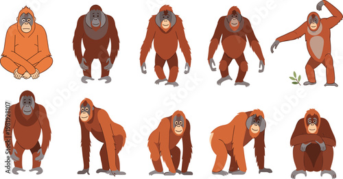 Orangutan Character Collection with Multiple Poses and Expressions, Primate Animal Set, Standing Sitting and Crawling Positions, Jungle Wildlife Vector Illustration Design.
