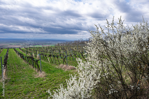 Blooming tree overlooks vineyard landscape