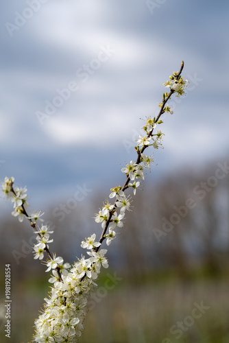 Delicate white blossoms on a branch