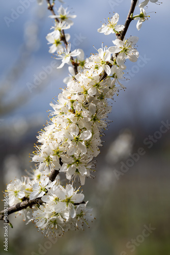White blossoms on a branch
