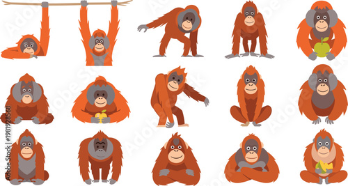 Orangutan Cartoon Set with Various Poses and Expressions, Sitting Hanging and Eating Actions, Primate Animal Collection, Jungle Wildlife Vector Illustration Design.