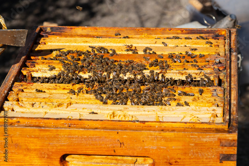 Imker Bienenzüchter