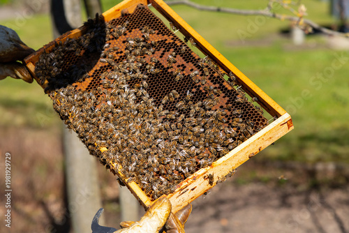 Imker Bienenzüchter