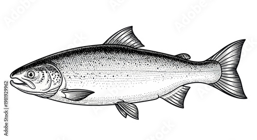 Detailed Illustration of a Salmon Fish, Realistic Drawing, Isolated on White Background