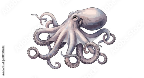 Realistic Octopus Illustration, White Background, Ocean Creature