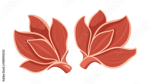 Two detailed illustrations of star anise spices with a brownish red color used for culinary cooking and herbal medicine.