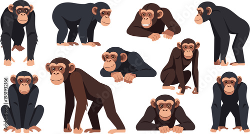 Chimpanzee Cartoon Character Set with Various Poses and Expressions, Primate Animal Collection, Sitting Standing and Crawling Monkeys Vector Illustration Design.