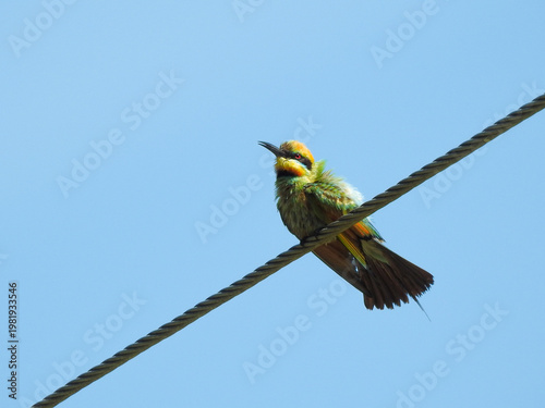 Rainbow Bee-eater Perched on Wire