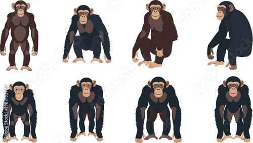 Chimpanzee Character Set with Front and Side Views, Different Poses and Postures, Primate Animal Collection, Detailed Cartoon Vector Illustration Design.