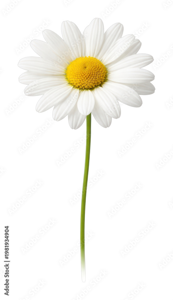 Fototapeta premium PNG Single daisy on white background.
