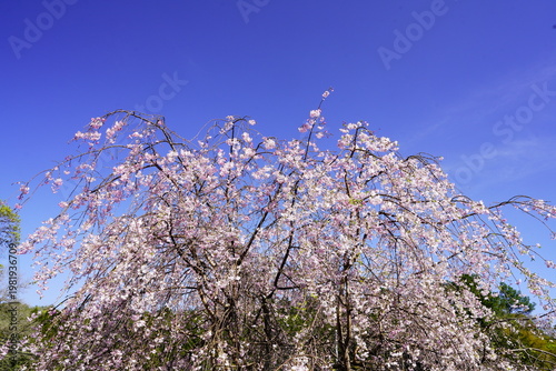 Wallpaper Mural 重阪峠に咲く枝垂れ桜 Torontodigital.ca