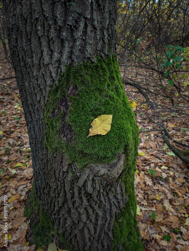 Autumn Leaf On Mossy Tree Trunk