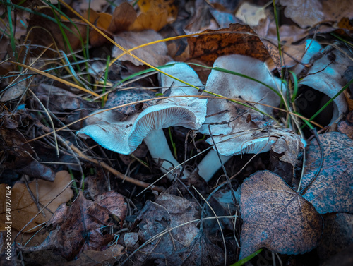 Tiny Wild Mushroom In Wet Green Grass