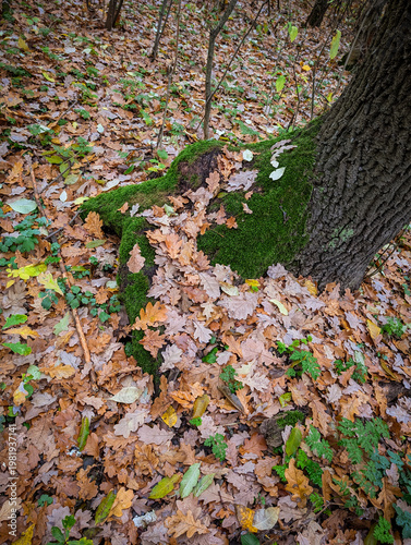 Autumn forest floor