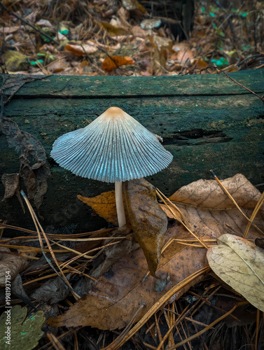 Tiny Wild Mushroom In Wet Green Grass