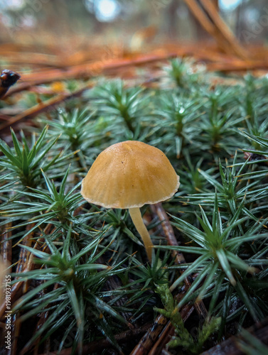 Tiny Wild Mushroom In Wet Green Grass
