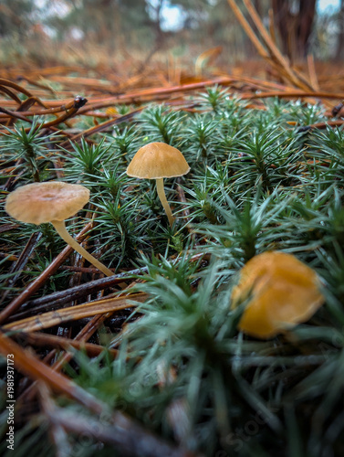 Tiny Wild Mushroom In Wet Green Grass