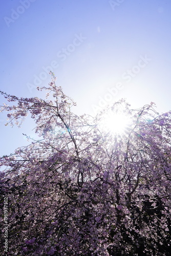 Wallpaper Mural 重阪峠に咲く枝垂れ桜 Torontodigital.ca