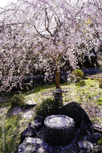 Wallpaper Mural 重阪峠に咲く枝垂れ桜 Torontodigital.ca