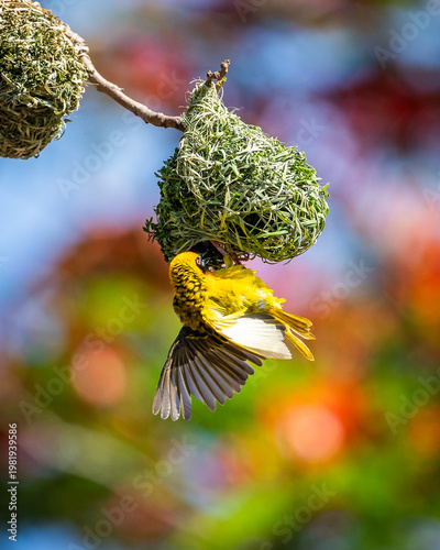 A southern masked weaver (Ploceus velatus) builds a nest in Mauritius