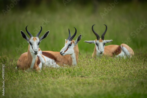 Fotografie Several springbok or springbuck (Antidorcas marsupialis) resting in the African