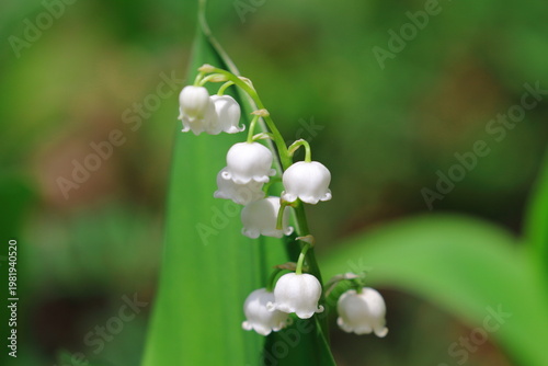 ドイツスズラン