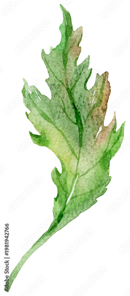 Fototapeta premium Watercolor green leaf on transparent background. Hand painted botanical illustration of serrated foliage for natural design, organic pattern, floral card, craft project and art element.