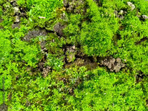 Vibrant green moss texture background
