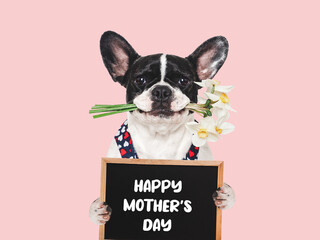 Happy Mother's Day. Cute dog, sign with congratulatory message for Mother, and bouquet of flowers. Close-up, indoors. Studio shot. Congratulations to family, loved ones, friends, and colleagues