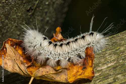 Hickory Tussock Moth Caterpillar - Lophocampa caryae