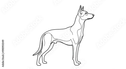 Minimalist One Line Art Illustration of a Pharaoh Hound Dog Standing Profile, Vector Isolated on White Background