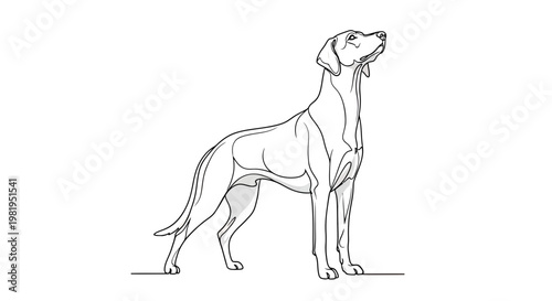 Minimalist Continuous Line Drawing of a Proud Pointer Dog Standing and Looking Up, Vector Illustration