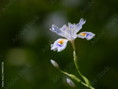 初夏に咲く美しいシャガ
