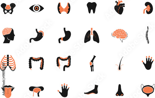 Human Anatomy Icon Set – Modern Line Art