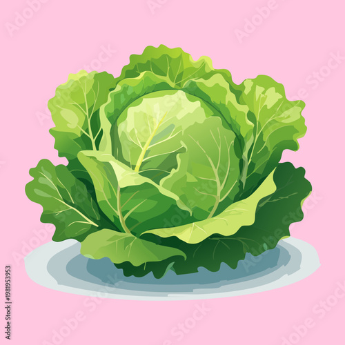 Fresh green cabbage head for healthy vegetarian salad and organic vegetable garden harvest and market - Vector Illustration