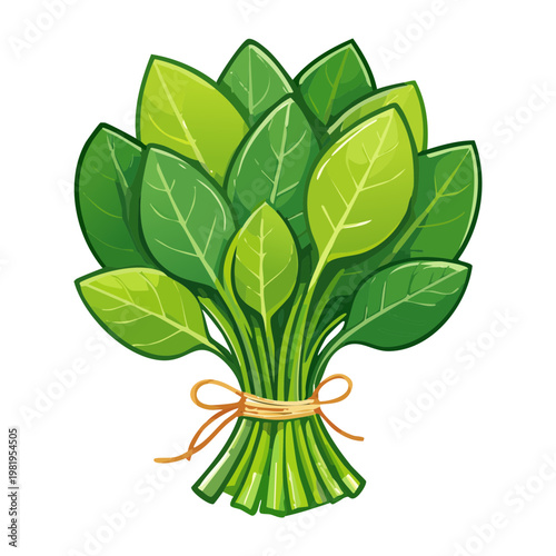 Healthy spinach leaves tied in a bundle for fresh vegetable market and nutritious cooking recipes concept - Vector Illustration