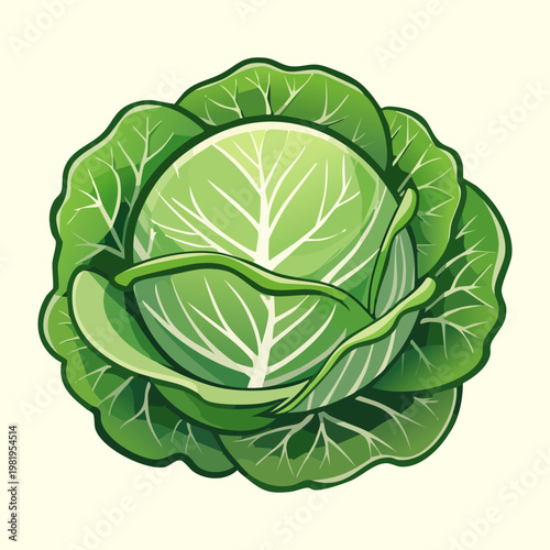 Organic green cabbage head for healthy lifestyle and nutritious vegetable dishes in home kitchen and restaurant - Vector Illustration