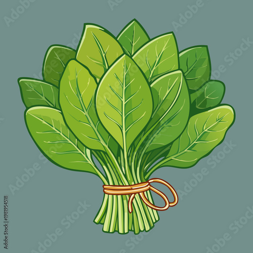 Bunch of fresh green spinach leaves for healthy salad and organic vegetable nutrition in daily diet - Vector Illustration