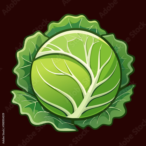 Whole garden fresh cabbage for organic vegetable market and healthy cooking ingredient for nutritious family meals - Vector Illustration