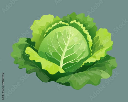 Green cabbage head for healthy vegetable salad and organic diet nutrition for vegetarian cooking and healthy meal - Vector Illustration