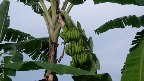Ambon banana tree