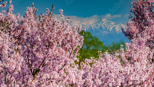 満開の桜の間から見える飯豊連峰　絶景