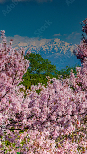 満開の桜の間から見える飯豊連峰　絶景　縦構図